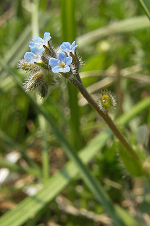 Myosotis stricta / Strict Forget-me-not, Small-Flowered Forget-me-not, D Bensheim 2.5.2009