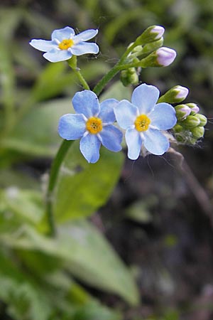 Myosotis scorpioides agg. \ Sumpf-Vergissmeinnicht / Water Forget-me-not, D Mannheim 19.5.2009