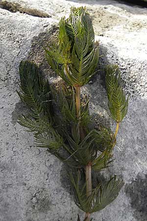 Myriophyllum spicatum \ hriges Tausendblatt / Spiked Water Milfoil, D Mannheim 2.7.2009