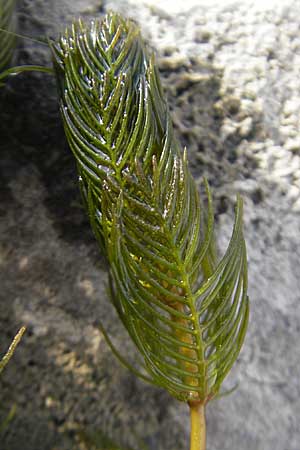 Myriophyllum spicatum \ hriges Tausendblatt / Spiked Water Milfoil, D Mannheim 2.7.2009