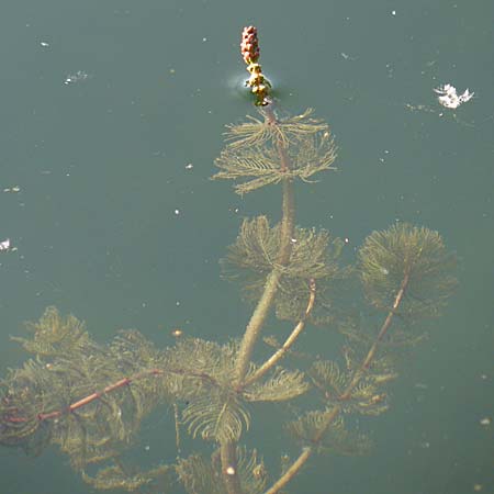 Myriophyllum spicatum \ hriges Tausendblatt / Spiked Water Milfoil, D Römerberg 31.7.2008