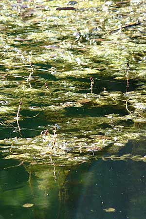 Myriophyllum spicatum \ hriges Tausendblatt / Spiked Water Milfoil, D Karlsruhe 16.8.2008