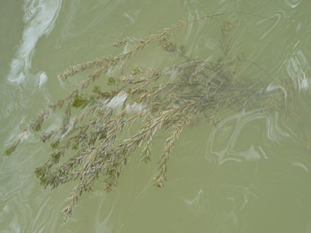 Elodea canadensis ? \ Kanadische Wasserpest / Canadian Waterweed, D Heidelberg 6.9.2009