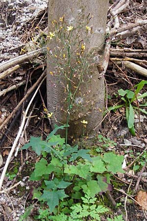 Mycelis muralis \ Gemeiner Mauer-Lattich, D Schwarzwald, Bühlertal 10.9.2014