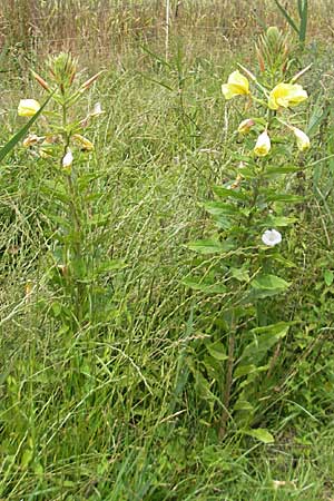 Oenothera glazioviana \ Rotkelchige Nachtkerze, D Eisenberg 28.6.2009