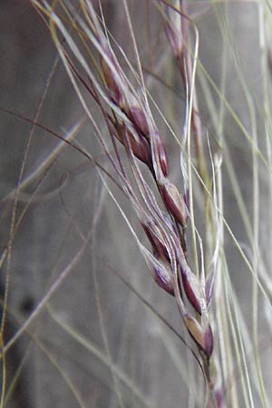 Nassella tenuissima \ Mexikanisches Federgras, Engelhaar, D Mannheim 5.6.2014