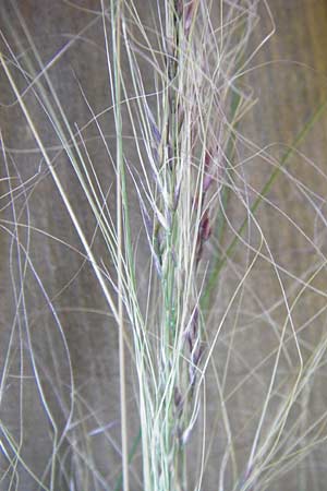 Nassella tenuissima \ Mexikanisches Federgras, Engelhaar, D Mannheim 5.6.2014