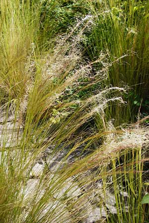 Nassella tenuissima \ Mexikanisches Federgras, Engelhaar / Mexican Feather Grass, D Mannheim 8.6.2014