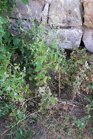 Nepeta cataria \ Echte Katzenminze / Catnip, D Thüringen, Drei Gleichen 6.8.2013