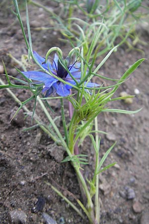 Nigella damascena \ Damaszener Schwarzkmmel, Jungfer im Grnen, D Waghäusel 10.10.2011