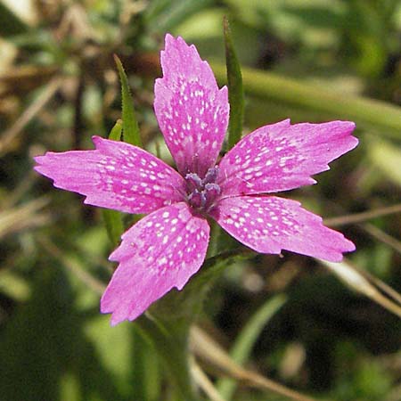 Dianthus armeria \ Bschel-Nelke, D Pforzheim 29.6.2006