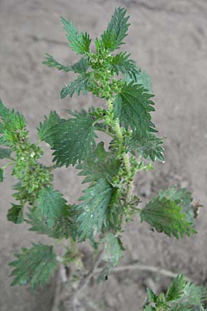 Urtica urens / Small Nettle, D Mannheim 17.9.2006