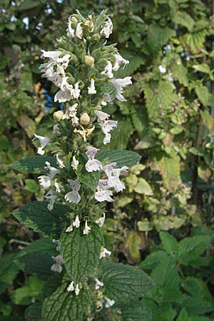 Nepeta cataria \ Echte Katzenminze / Catnip, D Mannheim 15.10.2006