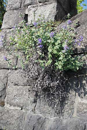 Nepeta x faassenii / Catmint, D Weinheim an der Bergstraße 24.4.2009