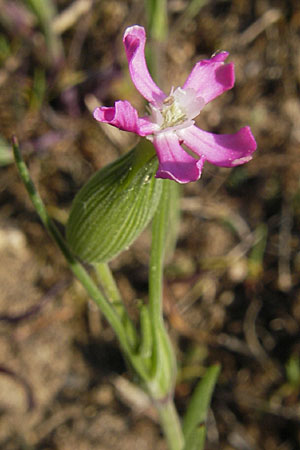 Silene conica \ Kegel-Leimkraut, D Mannheim 7.5.2009