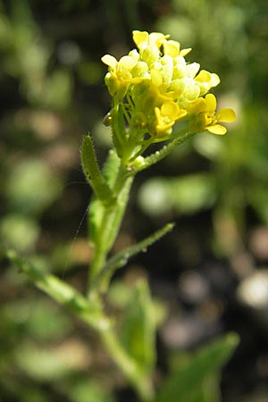 Neslia paniculata \ Finkensame / Ball Mustard, D Nördlingen 23.5.2009