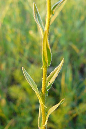 Neslia paniculata \ Finkensame, D Nördlingen 22.5.2009