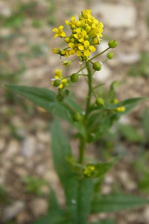 Neslia paniculata \ Finkensame / Ball Mustard, D Friedewald 31.5.2014