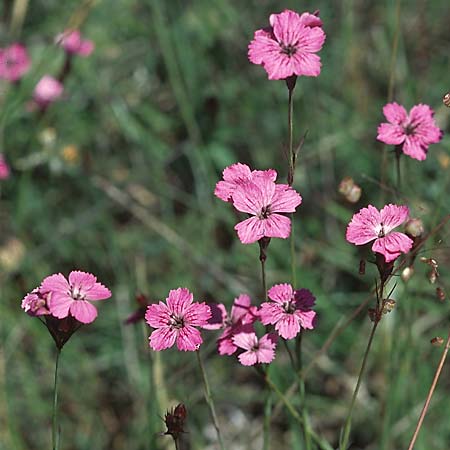 Dianthus carthusianorum subsp. carthusianorum \ Kartuser-Nelke / Carthusian Pink, D Neuleiningen 19.6.2005