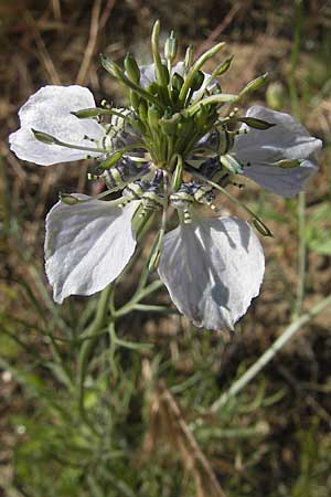 Nigella arvensis \ Acker-Schwarzkmmel / Field Black Cumin, Wild Fennel, D Darmstadt 17.6.2009