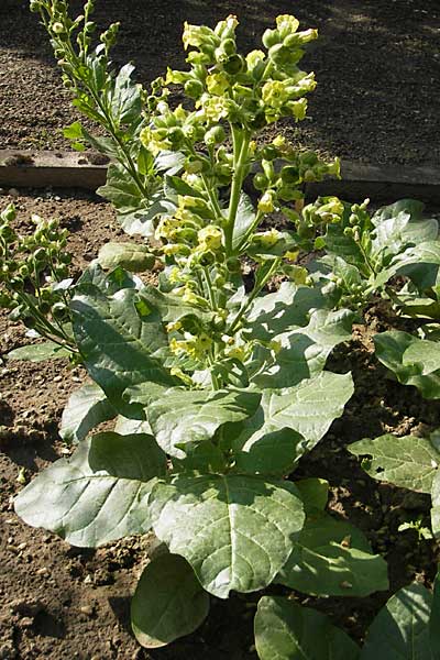 Nicotiana rustica \ Bauern-Tabak, D Botan. Gar.  Universit.  Mainz 11.7.2009