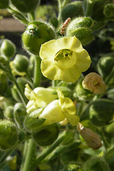 Nicotiana rustica \ Bauern-Tabak / Wild Tobacco, D Botan. Gar.  Universit.  Mainz 11.7.2009