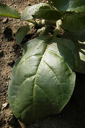 Nicotiana rustica \ Bauern-Tabak, D Botan. Gar.  Universit.  Mainz 11.7.2009