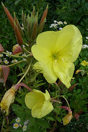 Oenothera glazioviana \ Rotkelchige Nachtkerze, D Freiburg 12.7.2008