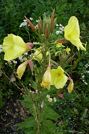 Oenothera glazioviana \ Rotkelchige Nachtkerze / Large-Flowered Evening Primrose, D Freiburg 12.7.2008