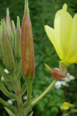 Oenothera glazioviana \ Rotkelchige Nachtkerze, D Freiburg 12.7.2008