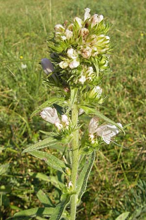 Echium vulgare \ Gemeiner Natternkopf, D Mannheim 6.7.2009