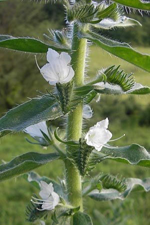 Echium vulgare \ Gemeiner Natternkopf / Viper's Bugloss, D Heppenheim 10.6.2010