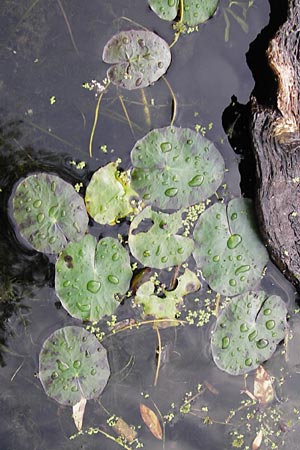 Nymphoides peltata \ Seekanne, D Groß-Gerau 27.9.2012