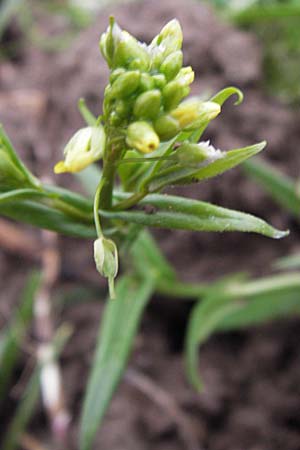 Camelina sativa \ Saat-Leindotter, D Weinheim an der Bergstraße 5.12.2012