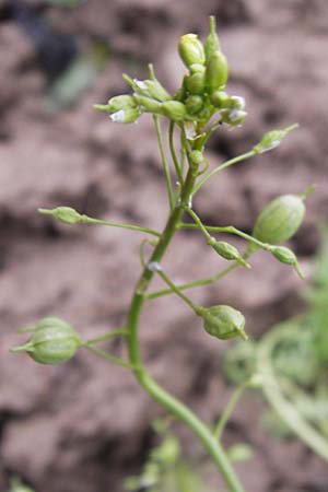 Camelina sativa \ Saat-Leindotter, D Weinheim an der Bergstraße 5.12.2012