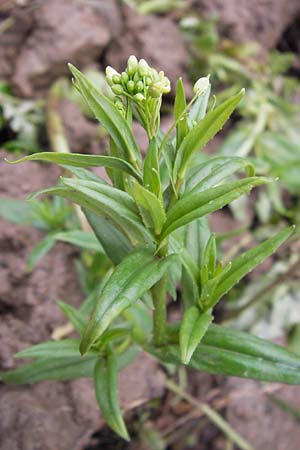 Camelina sativa \ Saat-Leindotter, D Weinheim an der Bergstraße 5.12.2012