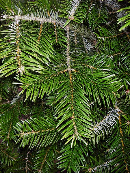 Abies nordmanniana \ Nordmann-Tanne, Kaukasus-Tanne / Nordmann Fir, Caucasian Fir, D Odenwald 22.12.2013