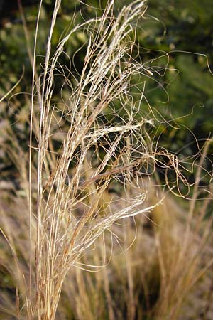 Nassella tenuissima \ Mexikanisches Federgras, Engelhaar / Mexican Feather Grass, D Mannheim 17.2.2014