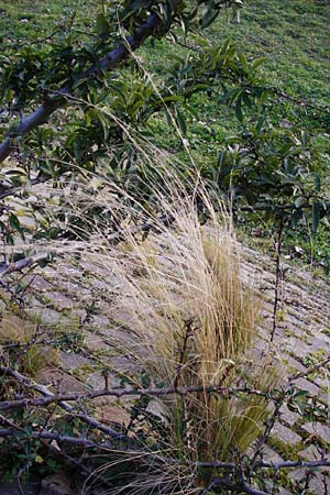 Nassella tenuissima \ Mexikanisches Federgras, Engelhaar / Mexican Feather Grass, D Mannheim 17.2.2014