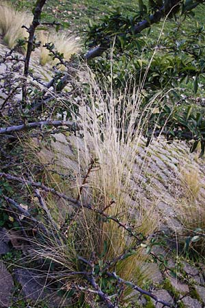 Nassella tenuissima / Mexican Feather Grass, D Mannheim 17.2.2014