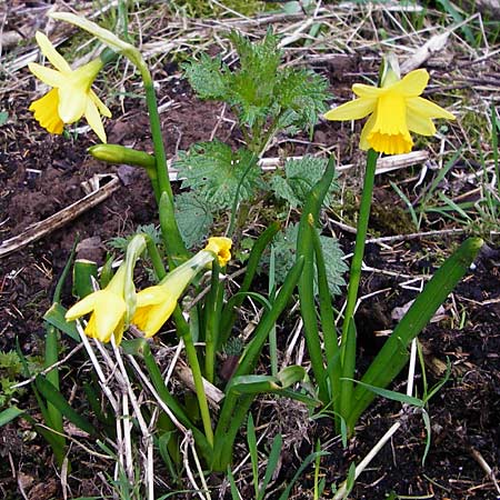 Narcissus x cyclazetta / Daffodil tete-a-tete, D Odenwald, Hammelbach 23.3.2014