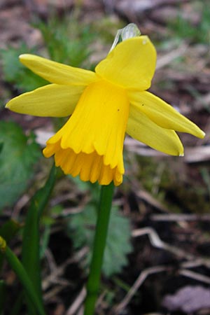 Narcissus x cyclazetta \ Zwerg-Osterglocke, D Odenwald, Hammelbach 23.3.2014