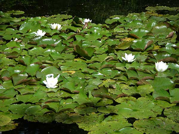 Nymphaea alba \ Weie Seerose / White Water-Lily, D Hambrücken 20.6.2008