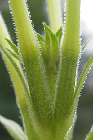 Oenothera suaveolens \ Wohlriechende Nachtkerze / Smelling Evening Primrose, D Viernheim 21.7.2011