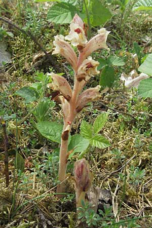 Orobanche alba \ Weie Sommerwurz, D Sandhausen 26.5.2007