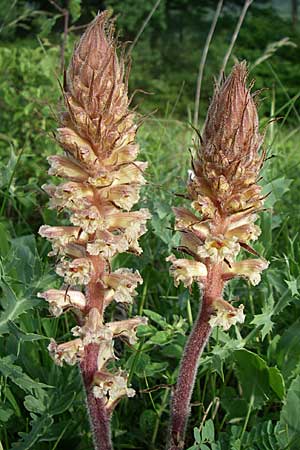 Orobanche amethystea \ Amethyst-Sommerwurz / Seaholly Broomrape, D Zeutern 29.5.2008