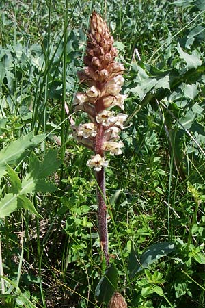 Orobanche amethystea \ Amethyst-Sommerwurz / Seaholly Broomrape, D Rheinhessen, Flonheim 14.6.2008