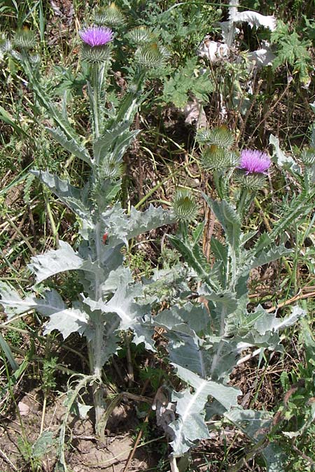 Onopordum acanthium \ Gewhnliche Esels-Distel, D Siefersheim 14.6.2008