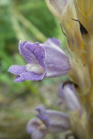 Phelipanche arenaria \ Sand-Sommerwurz / Wormwood Broomrape, D Hemsbach 22.6.2012