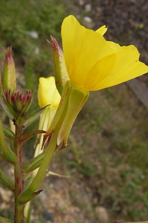 Oenothera angustissima \ Schmalblttrige Nachtkerze / Red-Tips Evening Primrose, D Frankfurt-Louisa 14.7.2012